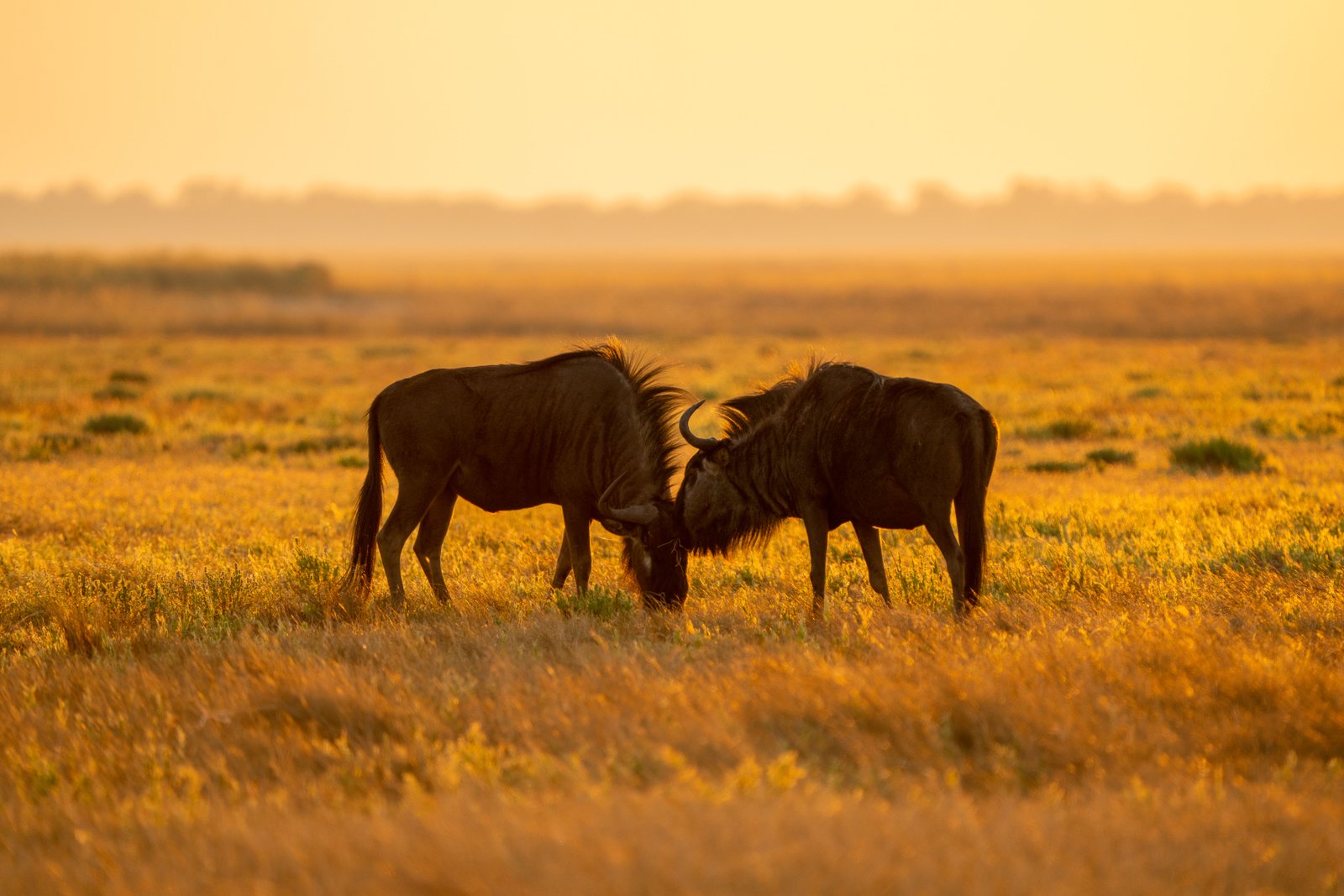 South Luangwa National Park